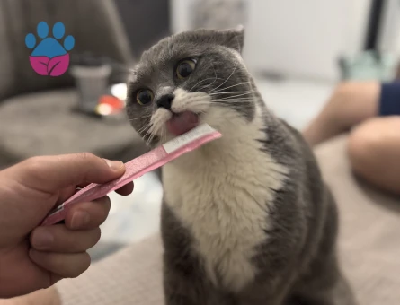 British Shorthair erkek kedime eş arıyorum