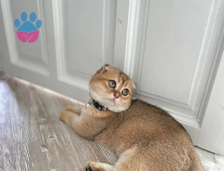 Scottish Fold Kedim Eş Arıyor