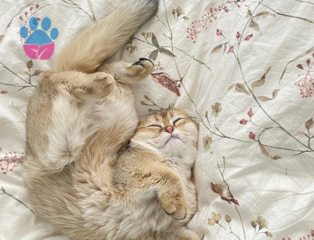 Scottish Fold Kedim Eş Arıyor