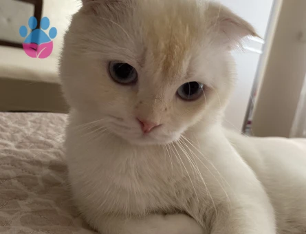 Scottish Fold Kedime Eş Arıyorum