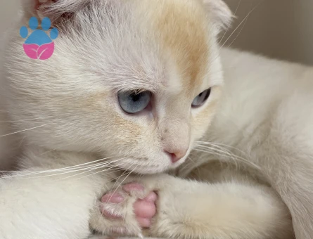 Scottish Fold Kedime Eş Arıyorum
