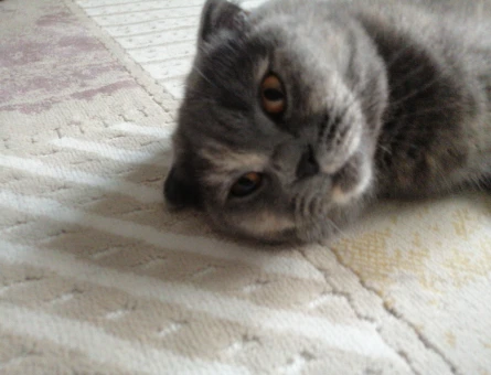 Scottish Fold 1 Yaşında Eş Arıyor - 118968468
