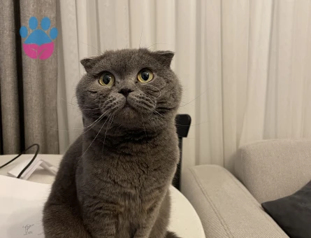 Scottish Fold Dişi Eş Arıyoruz