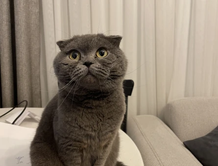 Scottish Fold Dişi Eş Arıyoruz - 118968470