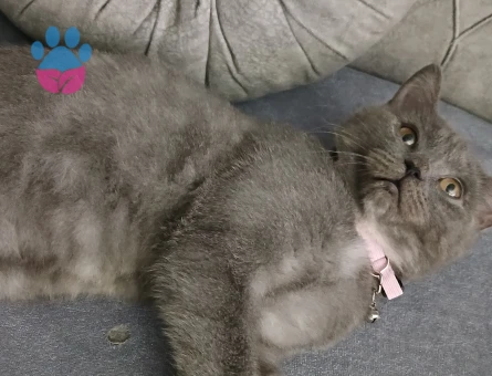 British Shorthair 11 Aylık Kızgınlıkta