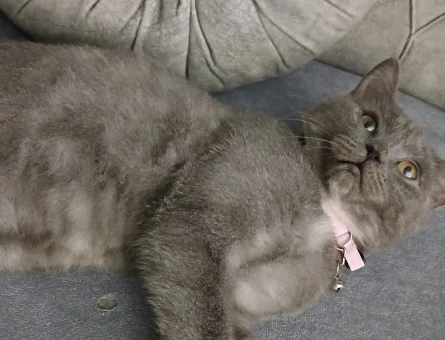 British Shorthair 11 Aylık Kızgınlıkta - 118968483