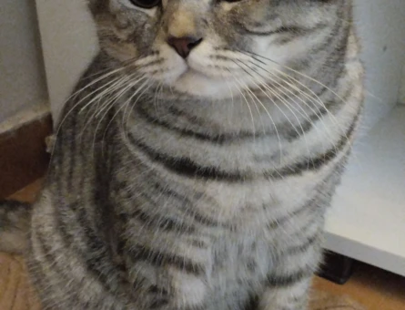 British Shorthair Bulut kendisine münasip eş arıyor - 118968487