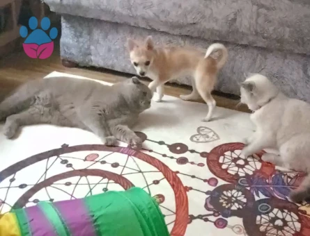 Güzel kızıma uygun eş adayı arıyorum