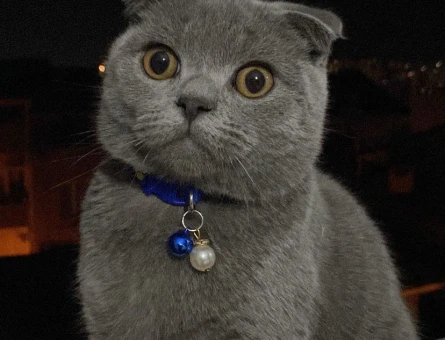 Scottish Fold Short Hair Gri & British Shorthair Beyaz Gri - 118968490