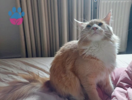 Maine coon cinsi scr'li oğluma eş arıyorum