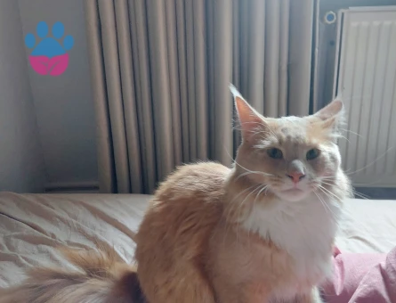 Maine coon cinsi scr'li oğluma eş arıyorum