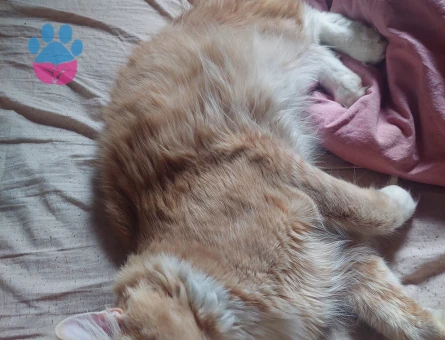 Maine coon cinsi scr'li oğluma eş arıyorum