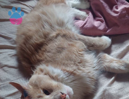 Maine coon cinsi scr'li oğluma eş arıyorum