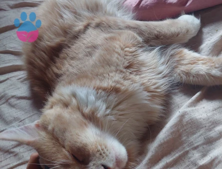 Maine coon cinsi scr'li oğluma eş arıyorum