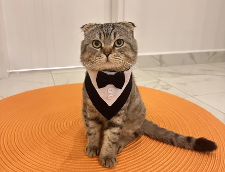 Scottish Fold - 118977014