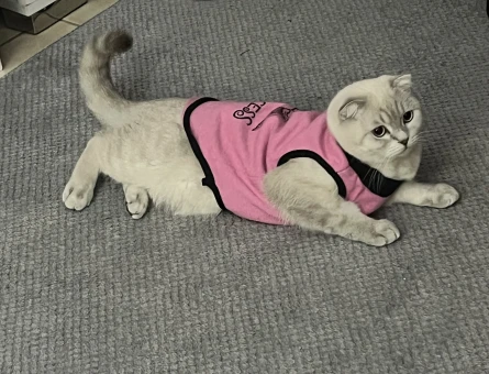 Dişi kedi - 118977024