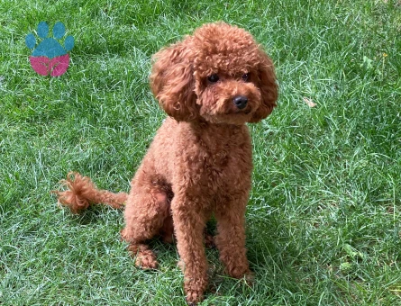 Toy poddle kızıma eş ariyorum