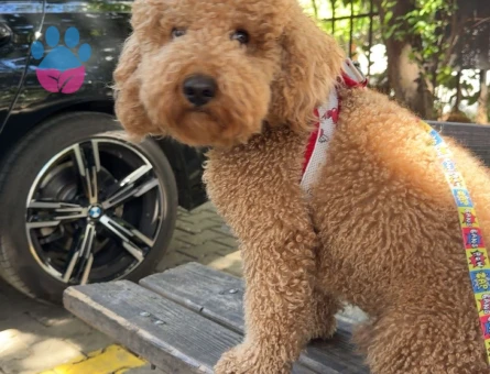 yakışıklı oğlumuz arese eş arıyoruz