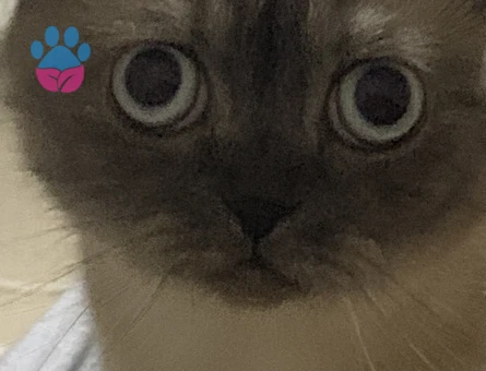 Scottish Fold Dişi 2 yaşında