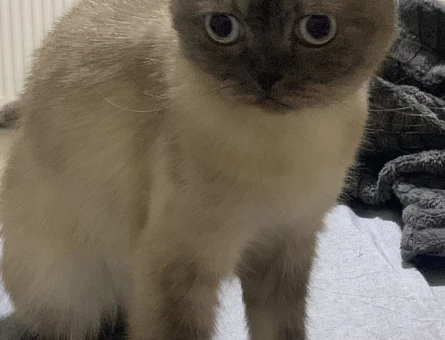 Scottish Fold Dişi 2 yaşında - 118977029