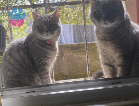 2 Yaşında Baby Eş Arıyoruz