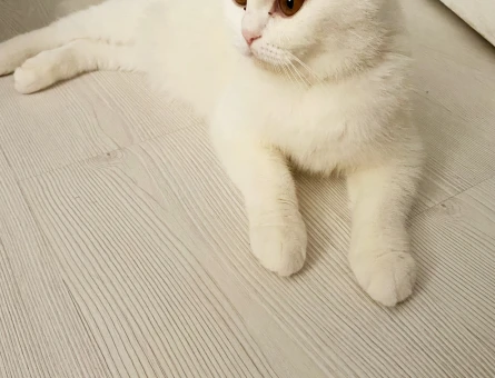 British Shorthair Bella kızıma eş arıyoruz - 118969527