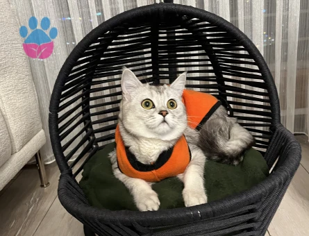 Scottish Straight cinsi kedime erkek eş arıyorum