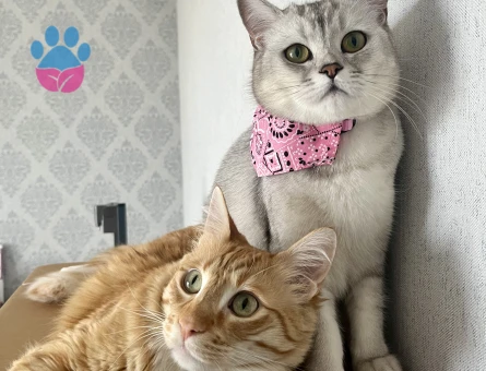 Scottish Straight cinsi kedime erkek eş arıyorum