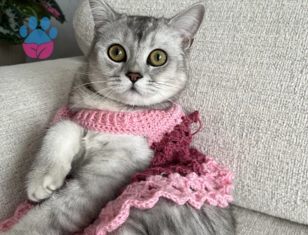 Scottish Straight cinsi kedime erkek eş arıyorum