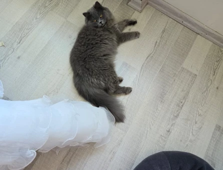 British Longhair 1 Yaşında Eş Arıyor - 118969532