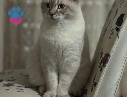 Scottish Fold Pamuk İçin Eş Arıyoruz