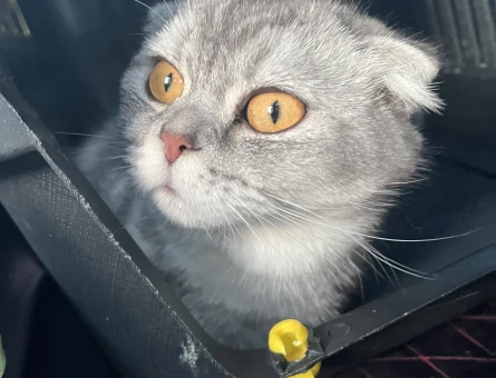 British Shorthair 1 Yaşında Eş Arıyor - 118969533