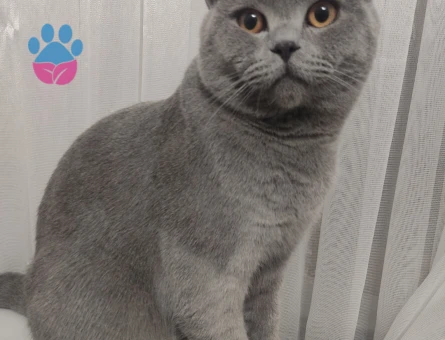 British Shorthair 1 Yaşında Eş Arıyor