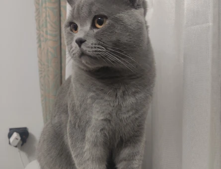 British Shorthair 1 Yaşında Eş Arıyor - 118969536