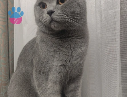 British Shorthair 1 Yaşında Eş Arıyor