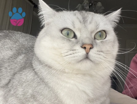 British Oğlumuza eş arıyoruz