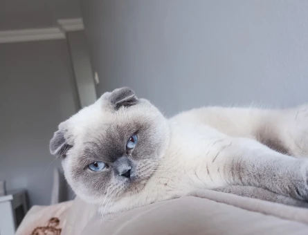 Scottish fold blue point 1 Yaşında - 118969547