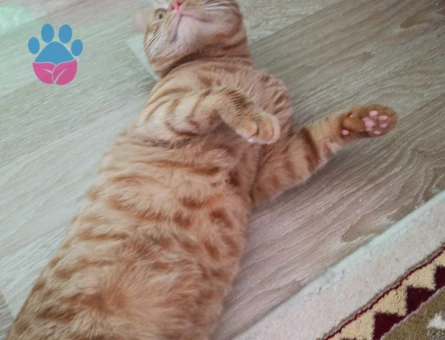 11 Aylık Erkek Sarman