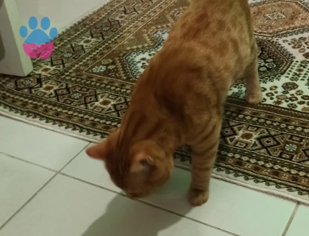 11 Aylık Erkek Sarman