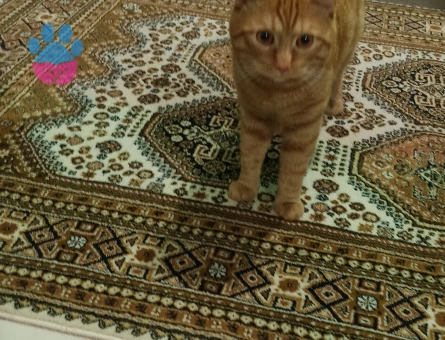 11 Aylık Erkek Sarman