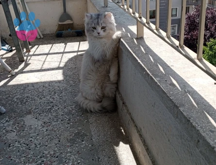 Yakışıklı oğluma eş arıyoruz