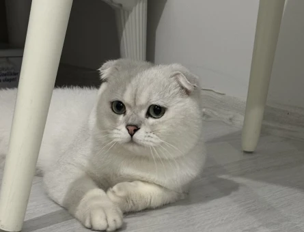 ERKEK KEDİMİZE EŞ ARIYORUZ - 118977697