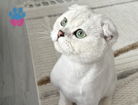 ERKEK KEDİMİZE EŞ ARIYORUZ