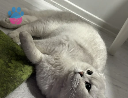 ERKEK KEDİMİZE EŞ ARIYORUZ