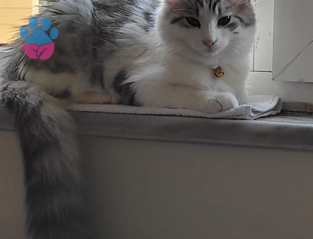 Kızımız için eş arıyoruz