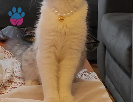 Kızımız için eş arıyoruz