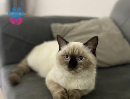 Kedime eş arıyorum