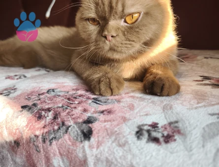 2 yaşında kızıma eş arıyorum