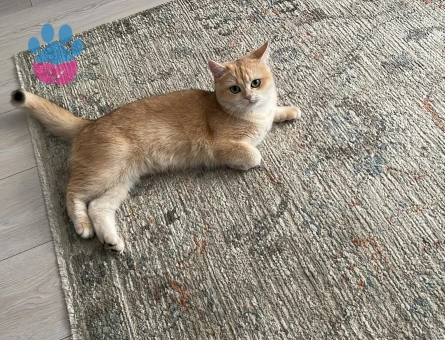 Ny 12 British Golden Dişi