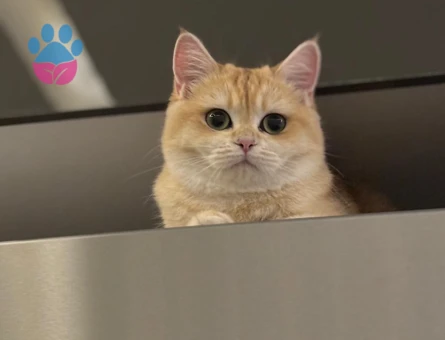 Ny 12 British Golden Dişi